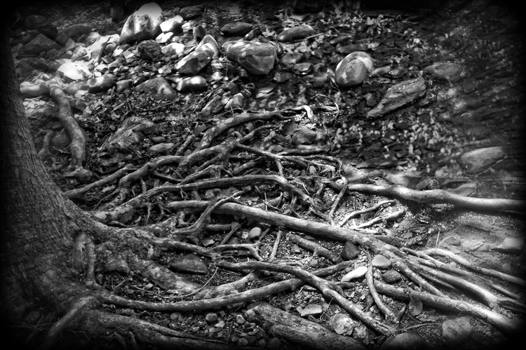 Uprooted