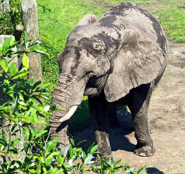 No Dumbo Here!