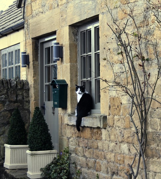 Cat
