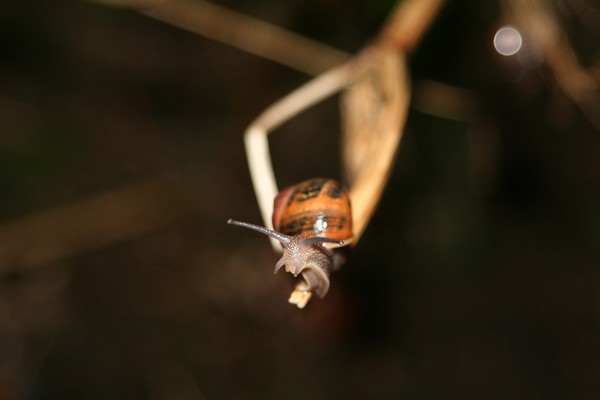 Curious Snail