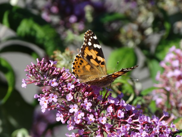 a butterfly