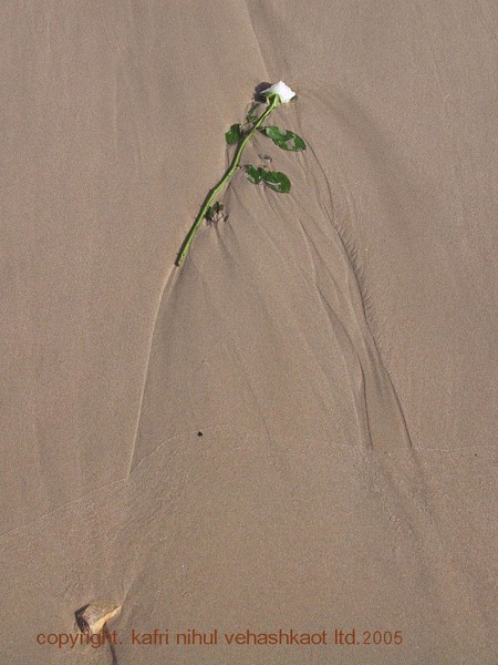 White Rose