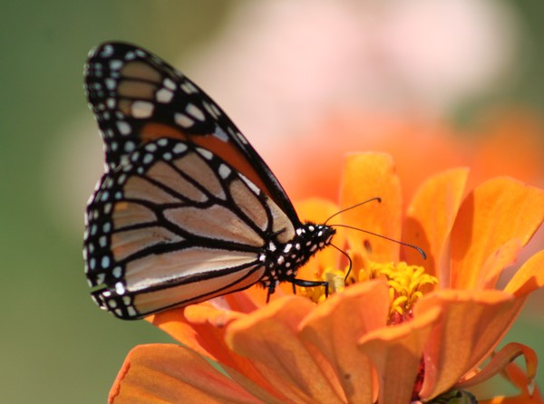 Monarch 6