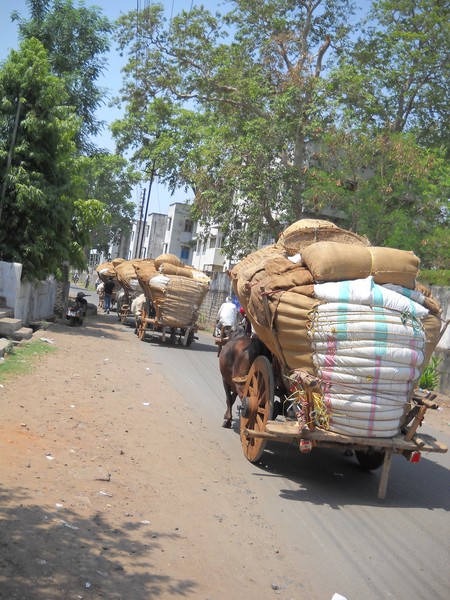 Bullock Carts in City