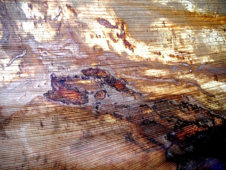 Abstract on  Bark-Canvas