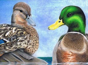Befowled Water