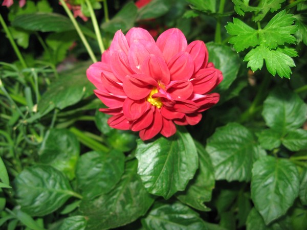 A Flower for Anneke