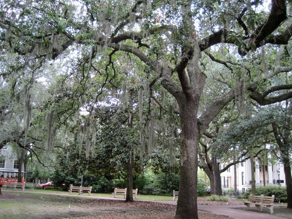 Savannah Summer