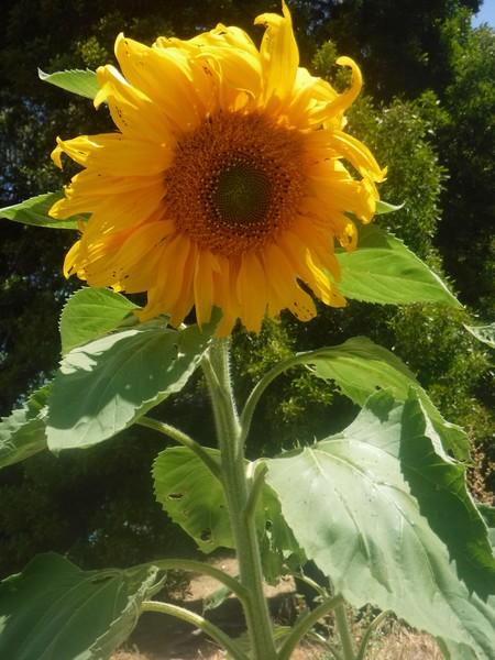 Mellow Yellow Sunflowers 
