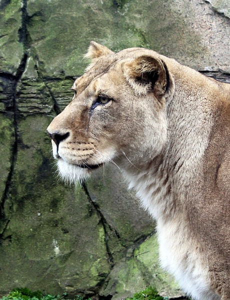 King