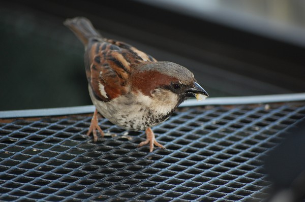 Starving Sparrow Saved