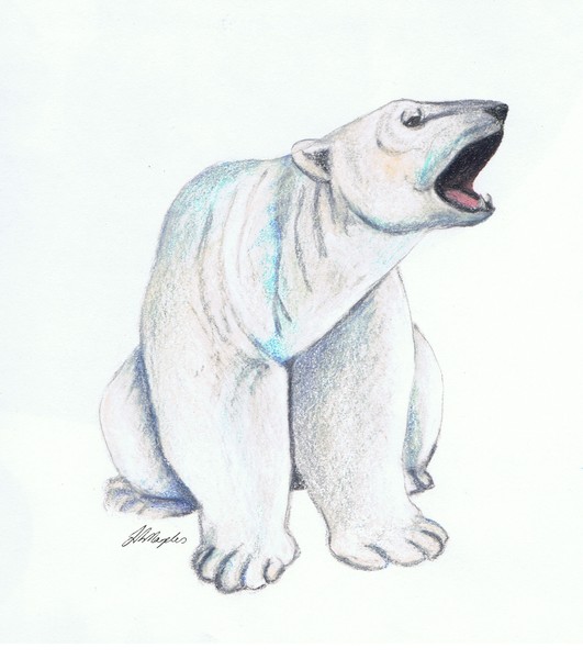 Polar Bear