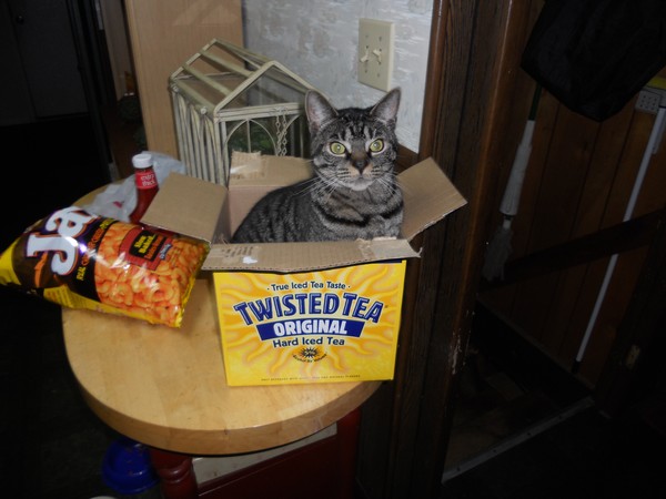 cat box