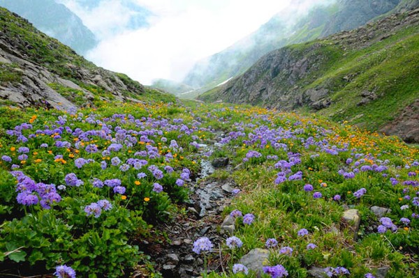 Georgian alpine meadow