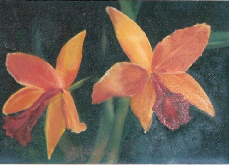 orchids b