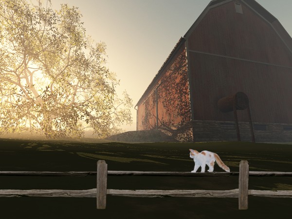 Barnyard Cat