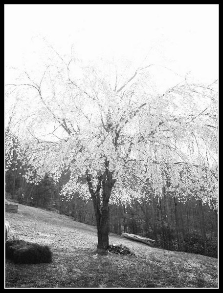 The Weeping Cherry