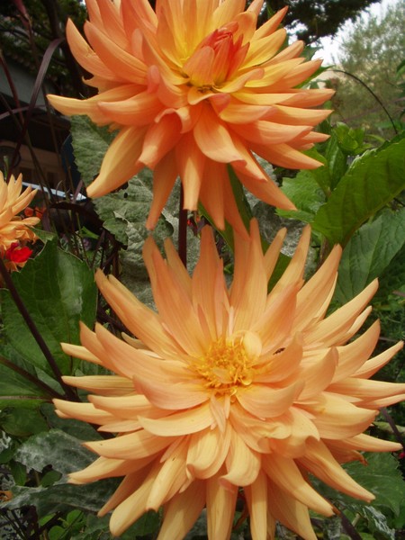 Dahlias