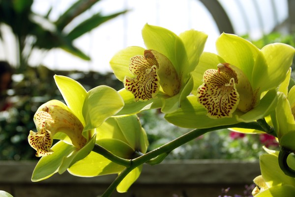 Orchids