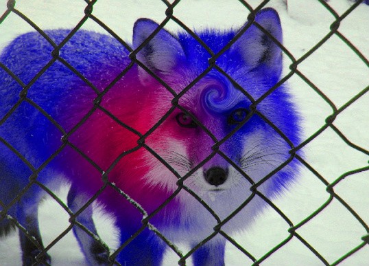 foxy. a picture of foxy at the nature center.