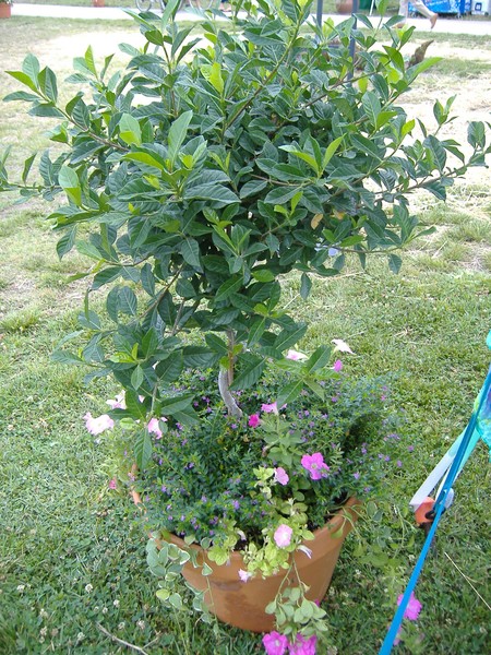 Terracotta Tree Planter