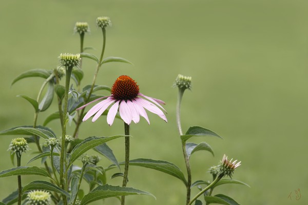 an edible purple flower