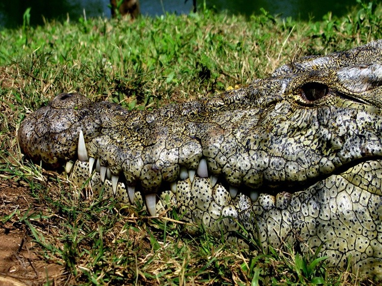 Croc Teeth