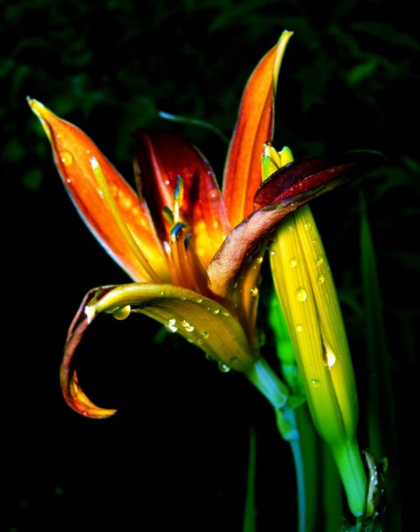 Exotic 2