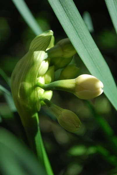 Jonquils from my Potted garden