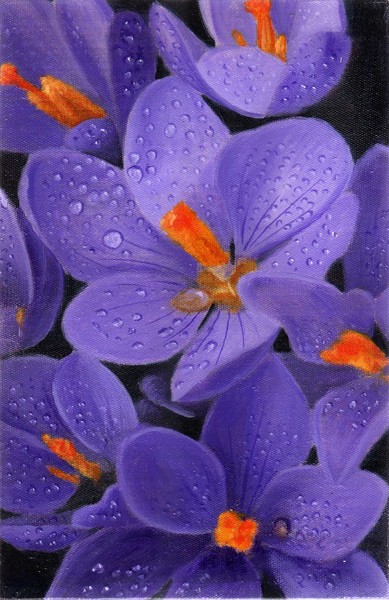 wild crocus