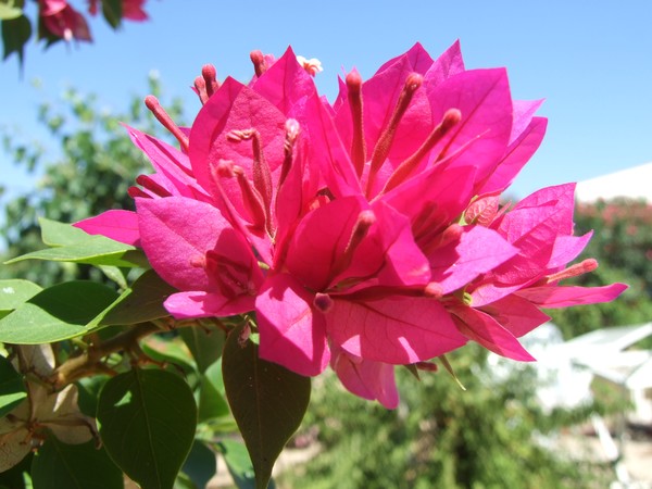 flower 2