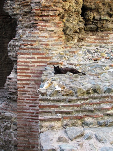 Cats in ancient agora!