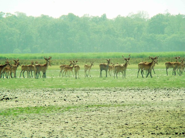 dudhwa jhade tal