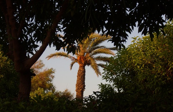 Escullos