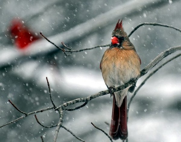 Female Cardinal