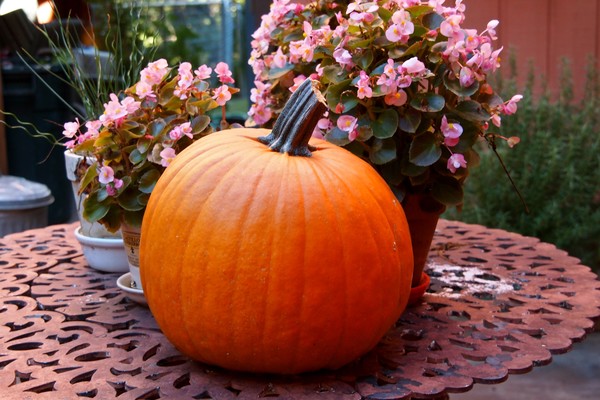 Early pumpkin
