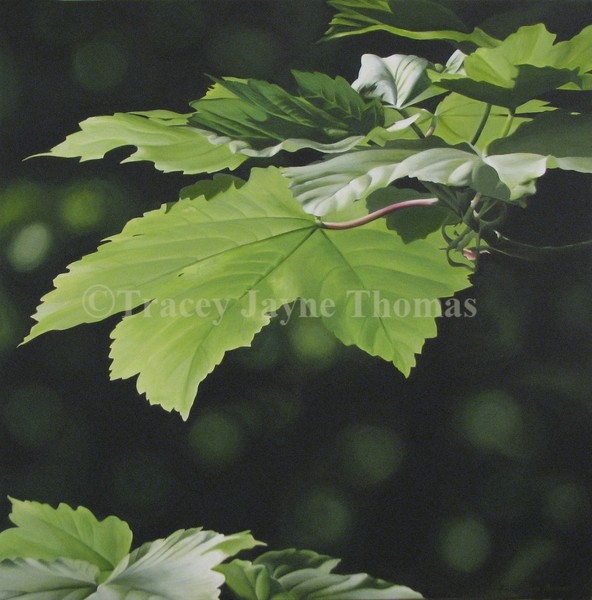May Sycamore