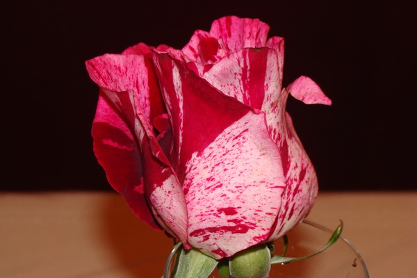 One Funky Rose!!