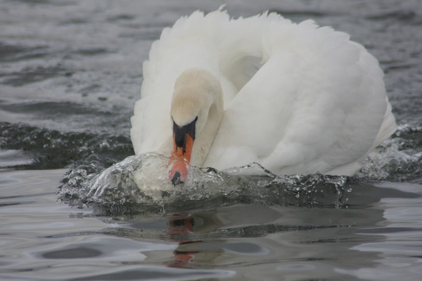Bow Wave