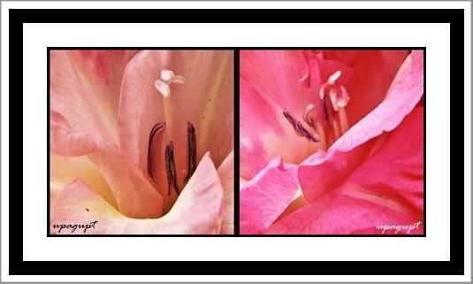 Inner beauty of flower