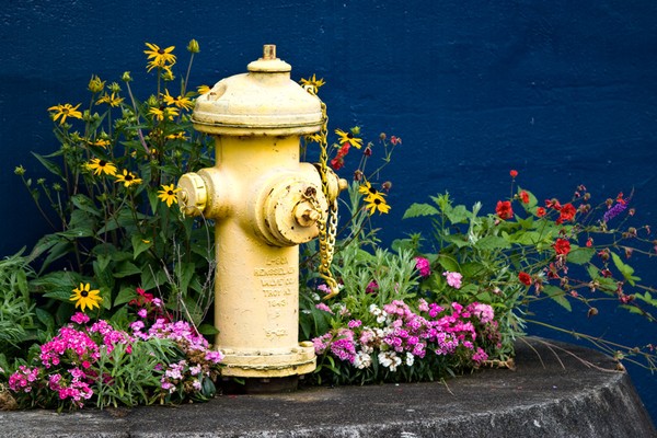Yellow Hydrant