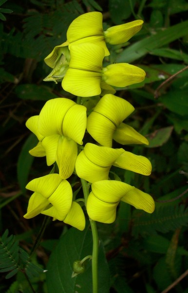 Wild yellow