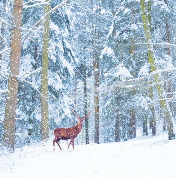 deer in snowy scene 2