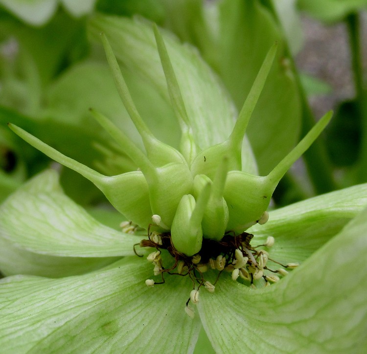 HELLEBORE'S HEART