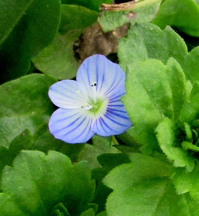 VERONICA