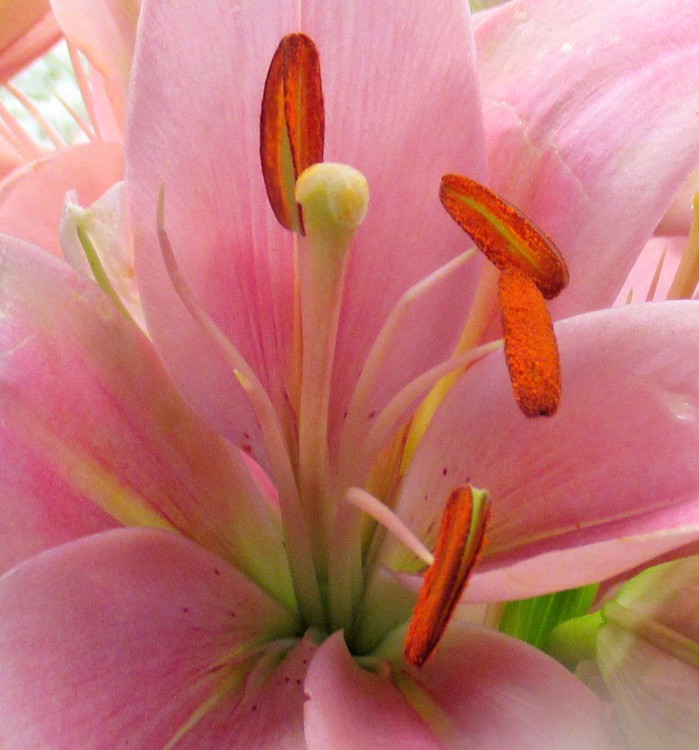 MACRO WORLD