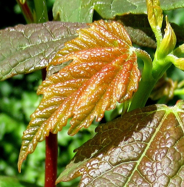BABY LEAVES