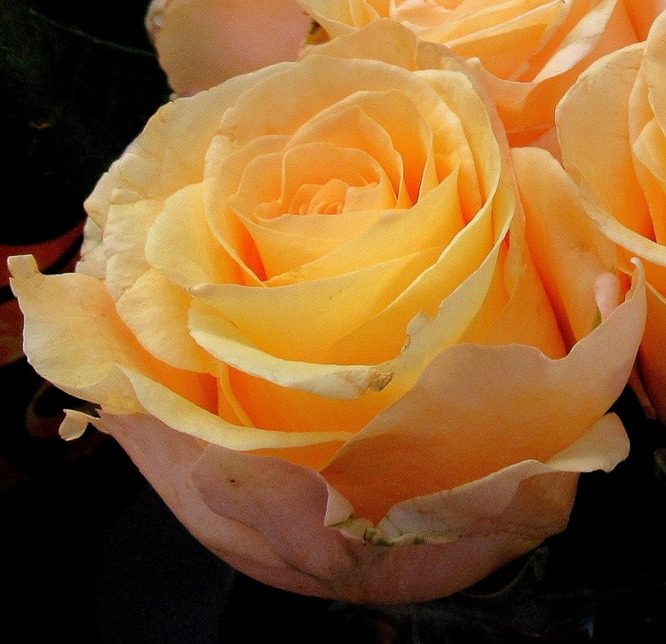 YELLOW ROSE