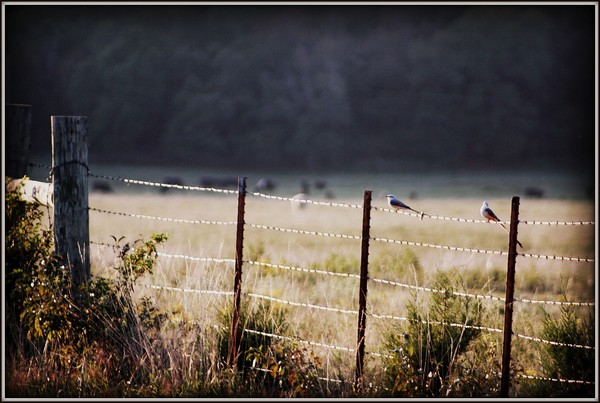 Evening Pair