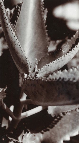 Curled leaves version 1